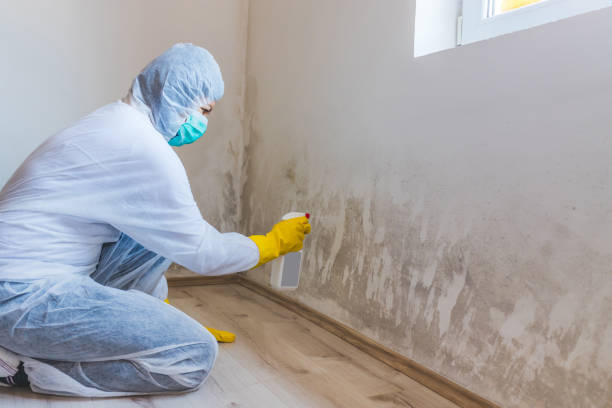 Licensed Basement Mold Remediation service in Spring, TX - Car Mold Remediation